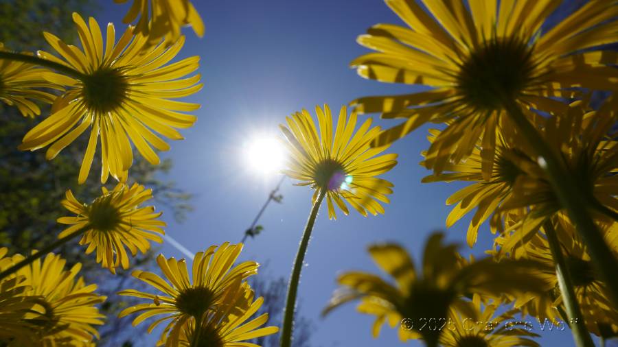 Blumen